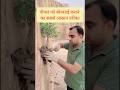 Pipal bonsai making trick #bonsai #reels #shorts #shortvideo #gardening #bonsaitree #greenrooftop