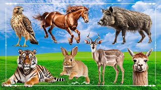 Sound Of Cute Animals, Familiar Animal: Falcon, Horse, Boar, Tiger, Rabbit, Antelope & Alpaca by Wild Animals 4K 2,624 views 2 weeks ago 32 minutes