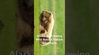 Bear viewing Mom and cub Alaska with @nathab  #johndenver #anniessong #bears #alaska #wildlife
