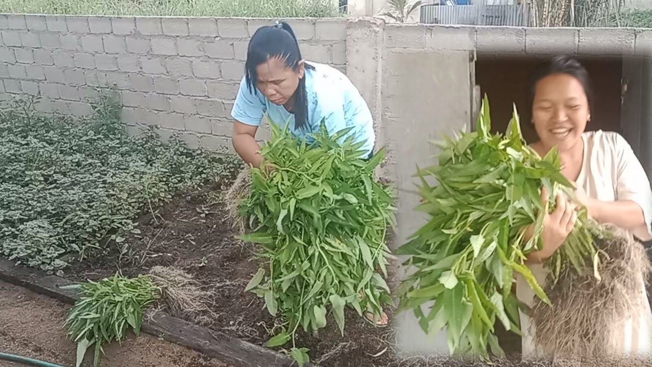 Kitafeli panen habis kangkung kita bagi juga mamak feli - YouTube