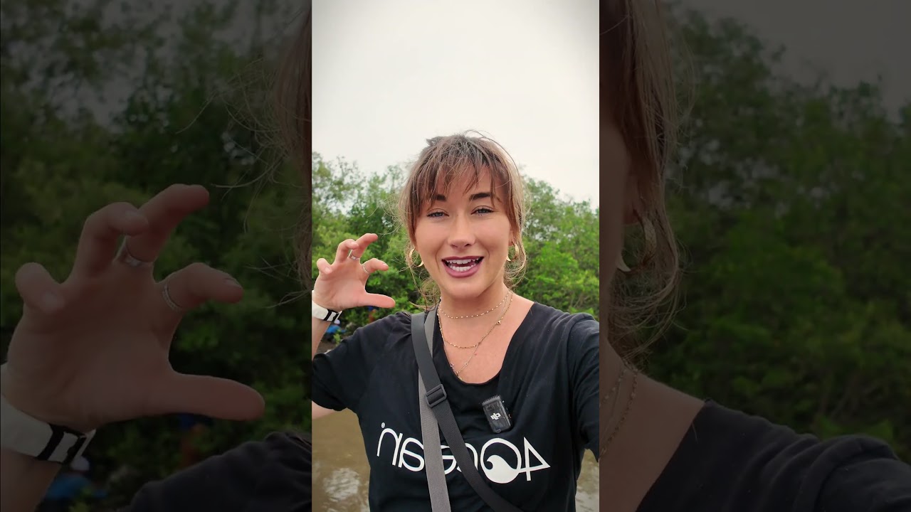 The Importance of Bali's Mangrove Forests 💚  