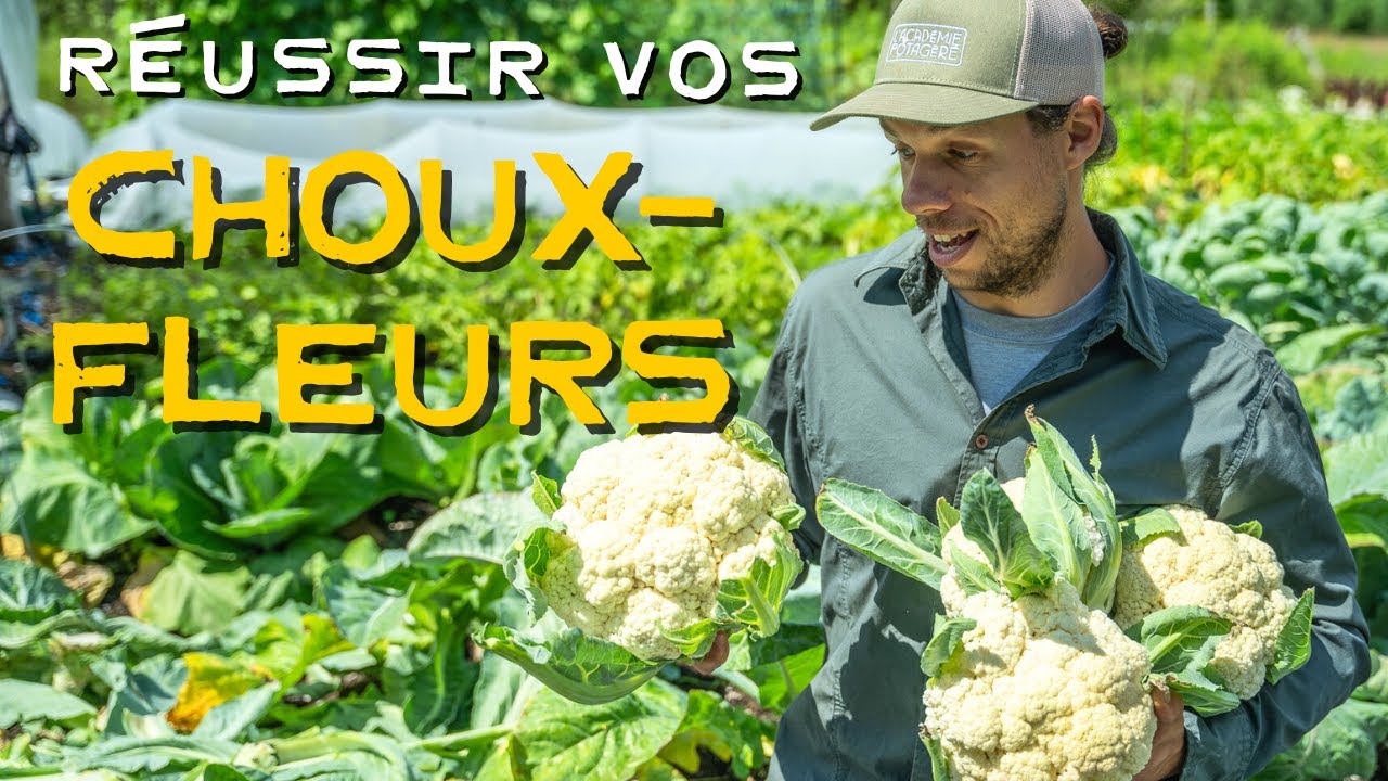 5 conseils pour récolter d'ÉNORMES choux-fleurs ! 👌