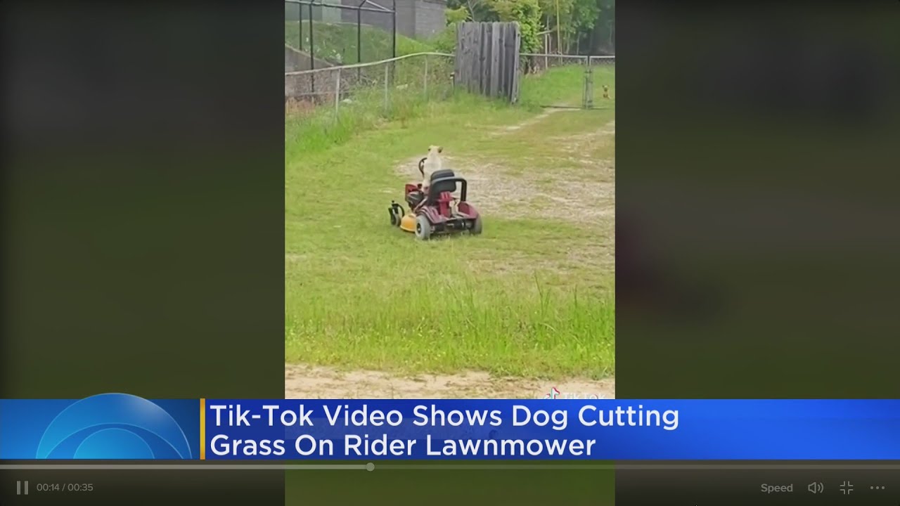 Social Awareness With Brad: TikTok video shows dog cutting grass on  lawnmower - YouTube