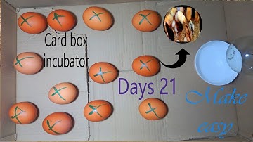 How to make a home incubator at home from a paper box 2023