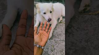 রাজু ভাইয়ের গায়ে কাদা লাগিয়ে দিল 🐕🤣#koko #0k9 family #shortvideo