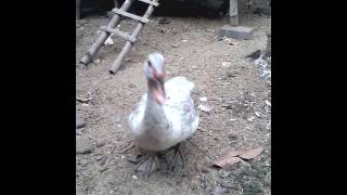 Download Lagu KELUCUAN BEBEK BERDANSA.mp4 MP3