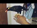 What is the reason for the moyna bird to be sick how to keep the bird well moyna pakhi