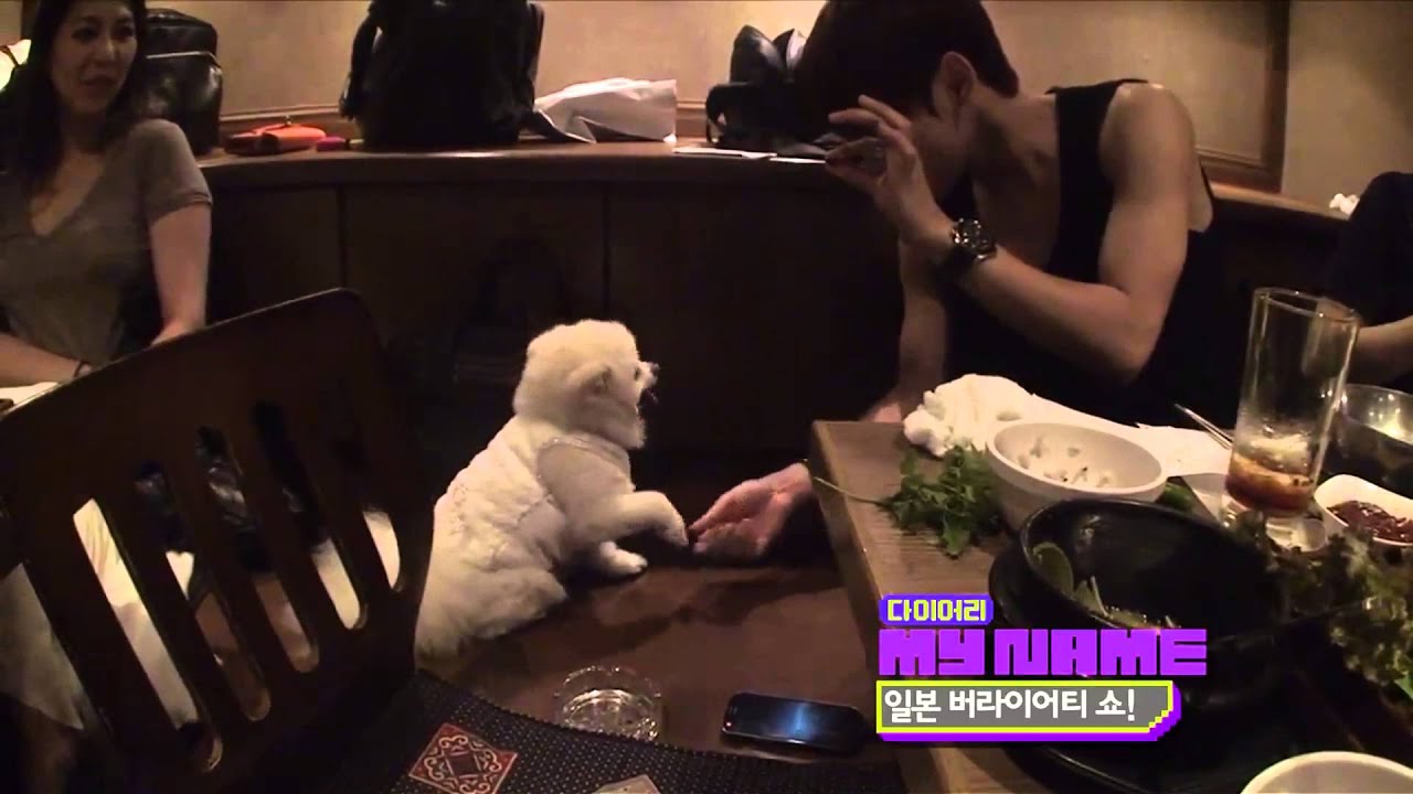 일본 강아지와 채진강아지