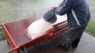 Šurilica, Šurenje Svinje Svinjokolj Cerovljani 2022