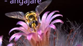 Download Lagu Alsamed MP3