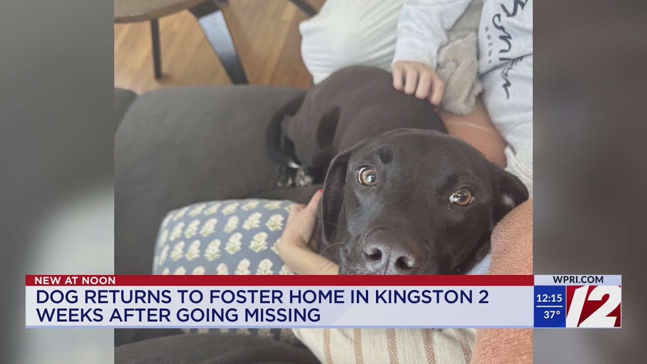 Dog missing for weeks finds way home just in time for Christmas - YouTube