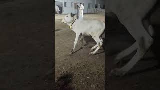 #qurbanilover#season2026#athrabull#bullcraze#dangerousbull#fatehjungi#kheerabeauty#athrabull