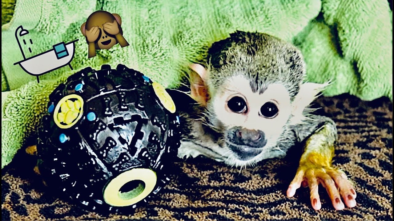 Baby Squirrel Monkey Grape Bath! YouTube