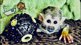 Baby Squirrel Monkey Grape Bath!