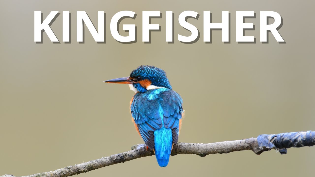 Kingfisher – Danish Birds in 3 Minutes | Vilde Danmark
