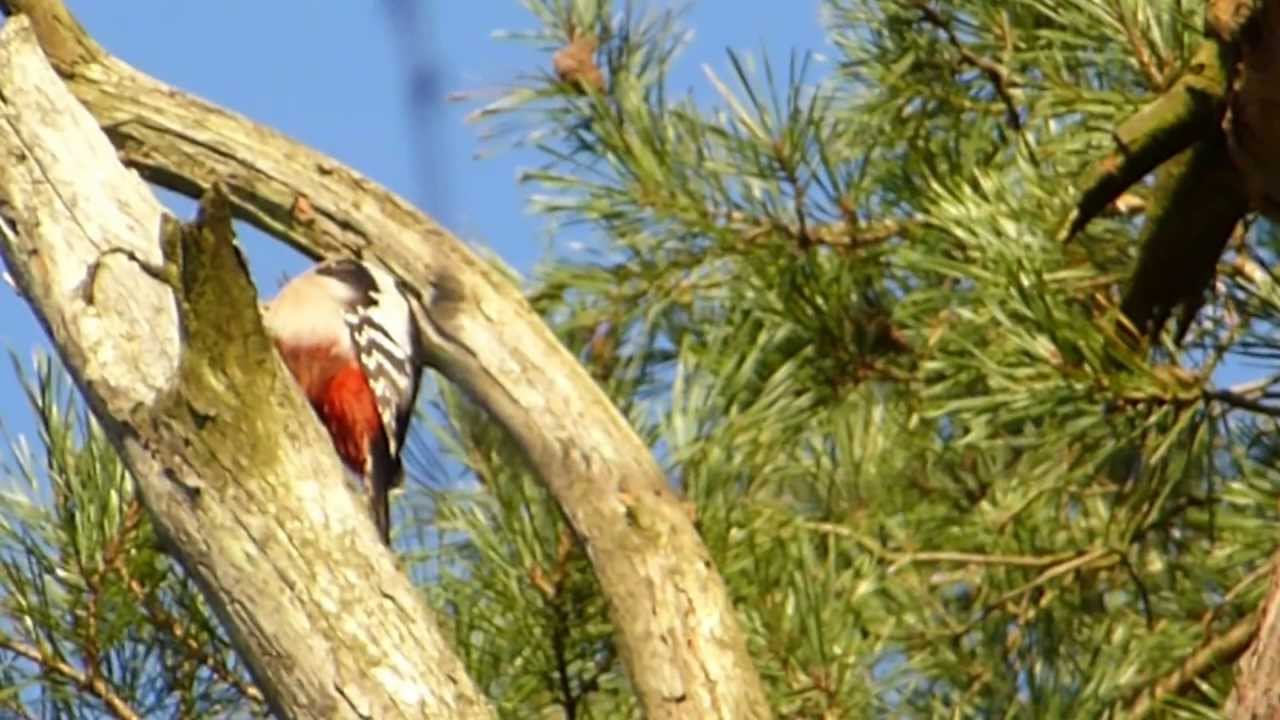 Woodpecker - Drumming bird - Flaggspett - Barrspæta - Spæturnar