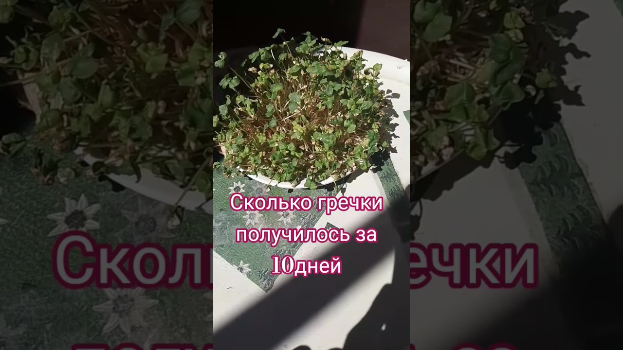 Микрозелень гречки 