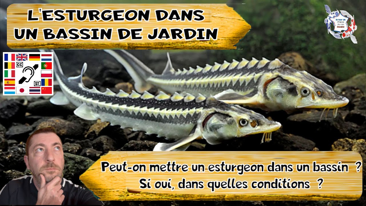 esturgeon dans un bassin de jardin oui mais dans quelle condition ? peut-il cohabiter avec des koï ?