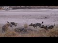 Wild dogs vs Hyena