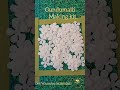 Gundumalli kit Order now 8838002897 # Gundumalli # makingkit #explorepage #viralcontent #jasmine