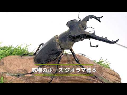 ミヤマクワガタ威嚇のポーズジオラマ標本02 - YouTube