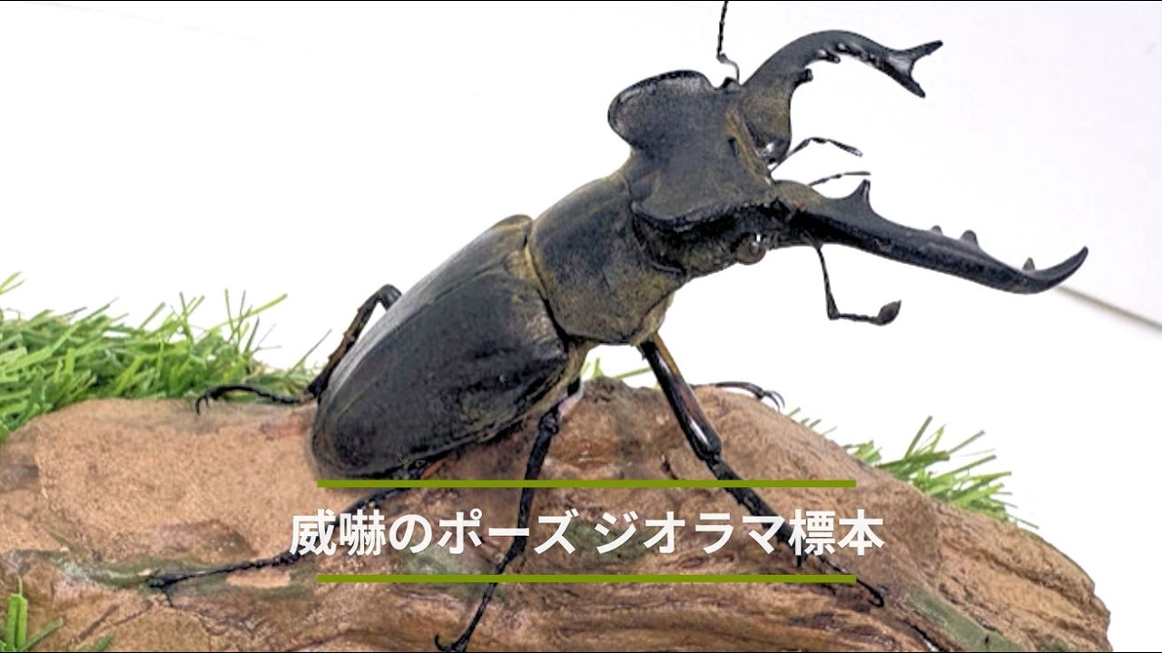 ミヤマクワガタ威嚇のポーズジオラマ標本02 - YouTube