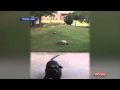 Unlikely friends: rescued tortoise bull