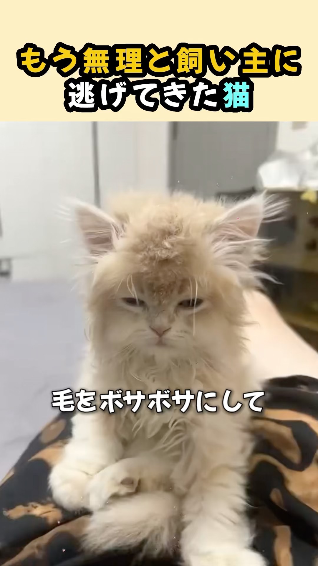 逃げるネコ もう無理…と飼い主に逃げてきた猫 - YouTube