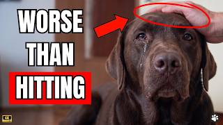 16 Things You MUST Stop Doing to Your DOG!