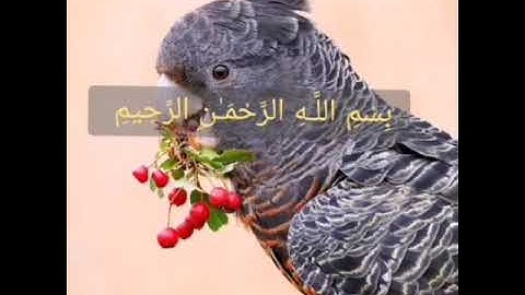 سورة الأعراف صفحة 158 مكررة بصوت الشيخ أيمن سويد