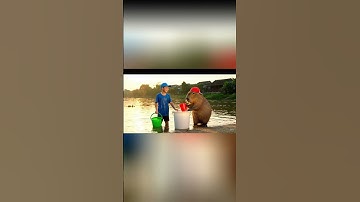 Capy và cách sử dụng nước siêu tiết kiệm cùng anh #capybara
