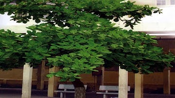 Lớp 4 - Tuần 26 - TLV - Luyện tập xây dựng kết bài trong bài văn miêu tả cây cối