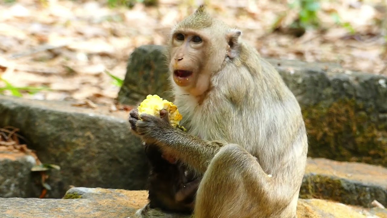 Brandy monkey just give birth of new member first time for her life