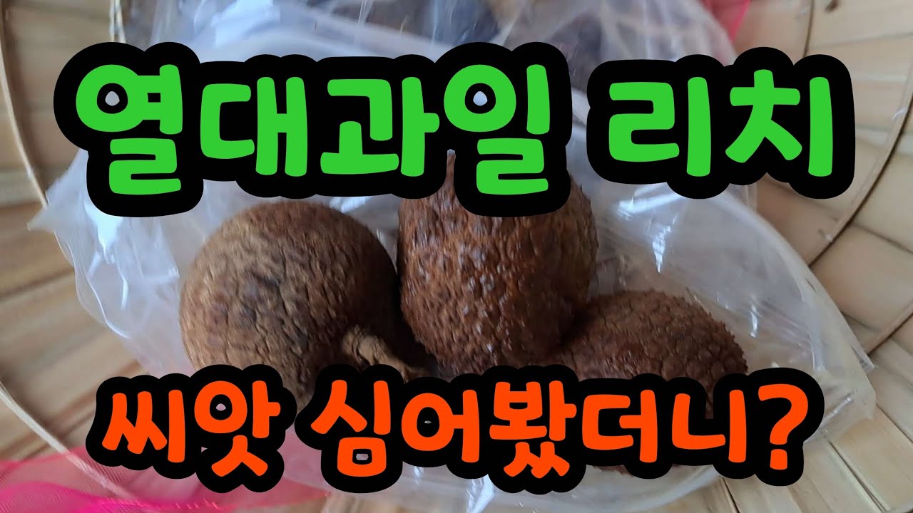 열대과일 리치 심어봤더니 - YouTube