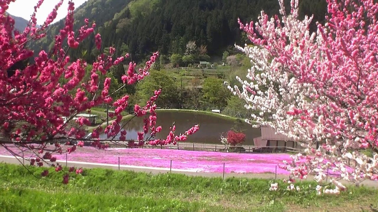 美濃郡上･明宝 國田家の芝桜が綺麗に咲いています 2025