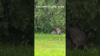The goofball armadillo dash! 😂