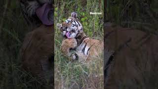 Explained: Why poaching continues unabated in India. #shorts