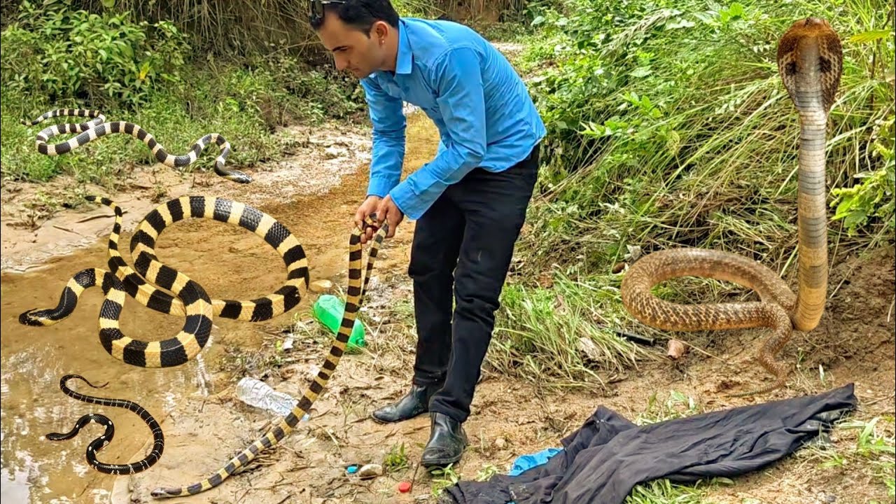 🐍 😱 हेर्दा किङ कोब्रा जस्तै देखिने सर्प भेटियो आज ! Nepal snake rescue team