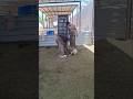 قص شعر الماعز وتقليم أظافره#farmlife #farm #farming #shortsfeed #shorts #shortsvideo