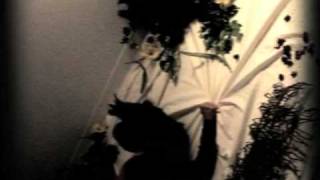 Collecting Madness P.4