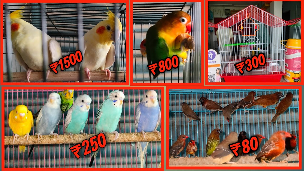 Lalganj Exotic Birds Shop इससे सस्ता कोई नहीं देगा YouTube