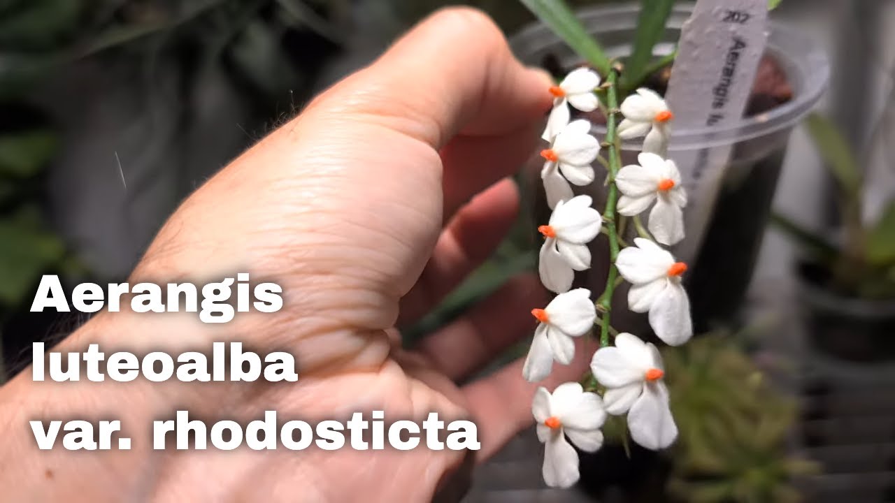 aerangis luteoalba var. rhodosticta In Bloom - YouTube