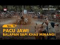 Kelana bentala  eps 10 pacu jawi balapan sapi khas minangkabau roadtrip sumatra barat