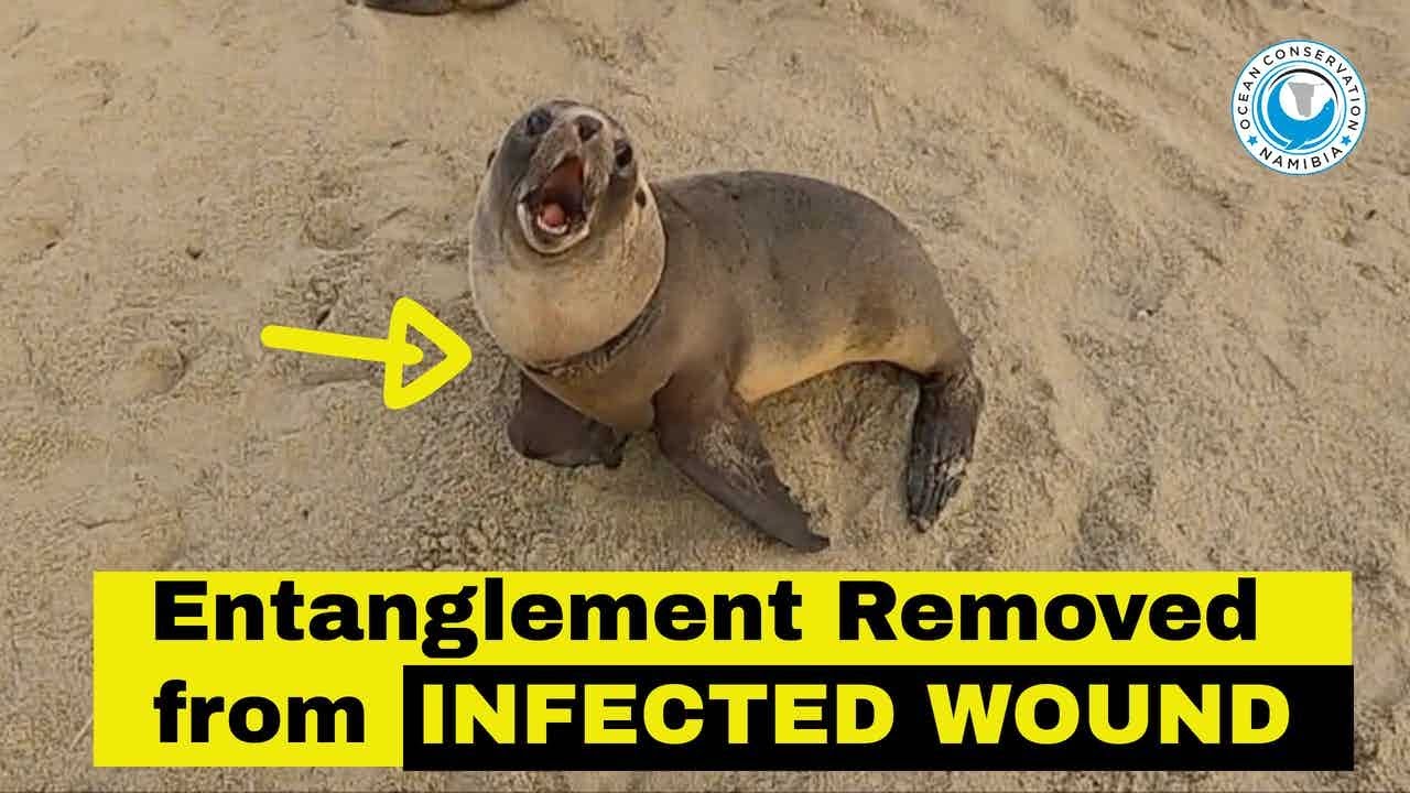Entanglement Removed from Infected Wound (Seal Rescue) 
