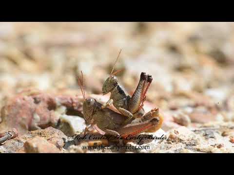 SCUDDER'S SHORT WINGED GRASSHOPPER mating.  Melanoplus scudderi