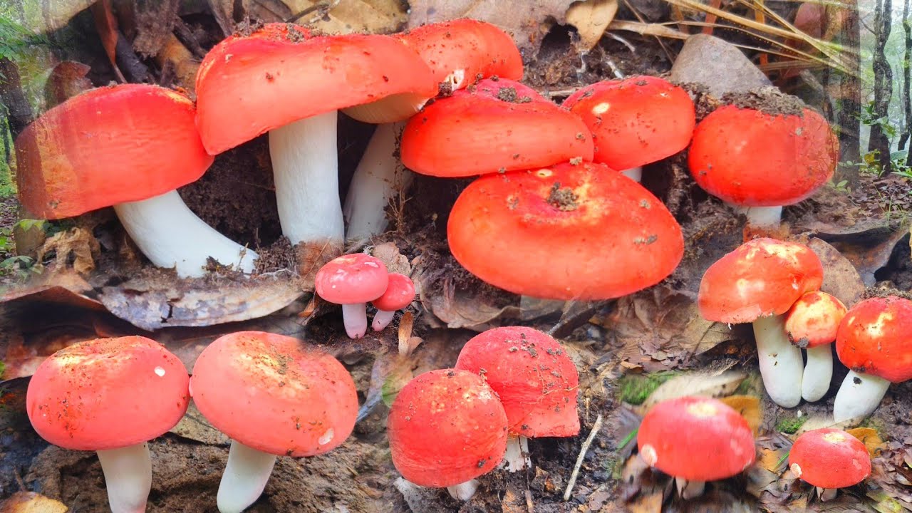 หมานอีกแล้ว! เห็ดก่อแดง ดอกใหญ่ไปงามๆ หาบลงดอย แห๋มแล้วครับ 16 มิถุนายน 2568