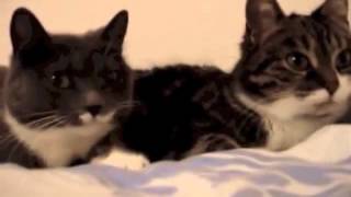 Two Talking Cats Translation