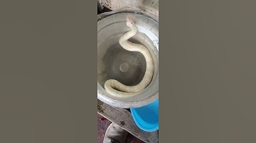 boll python is swimming in # Mysore pet world