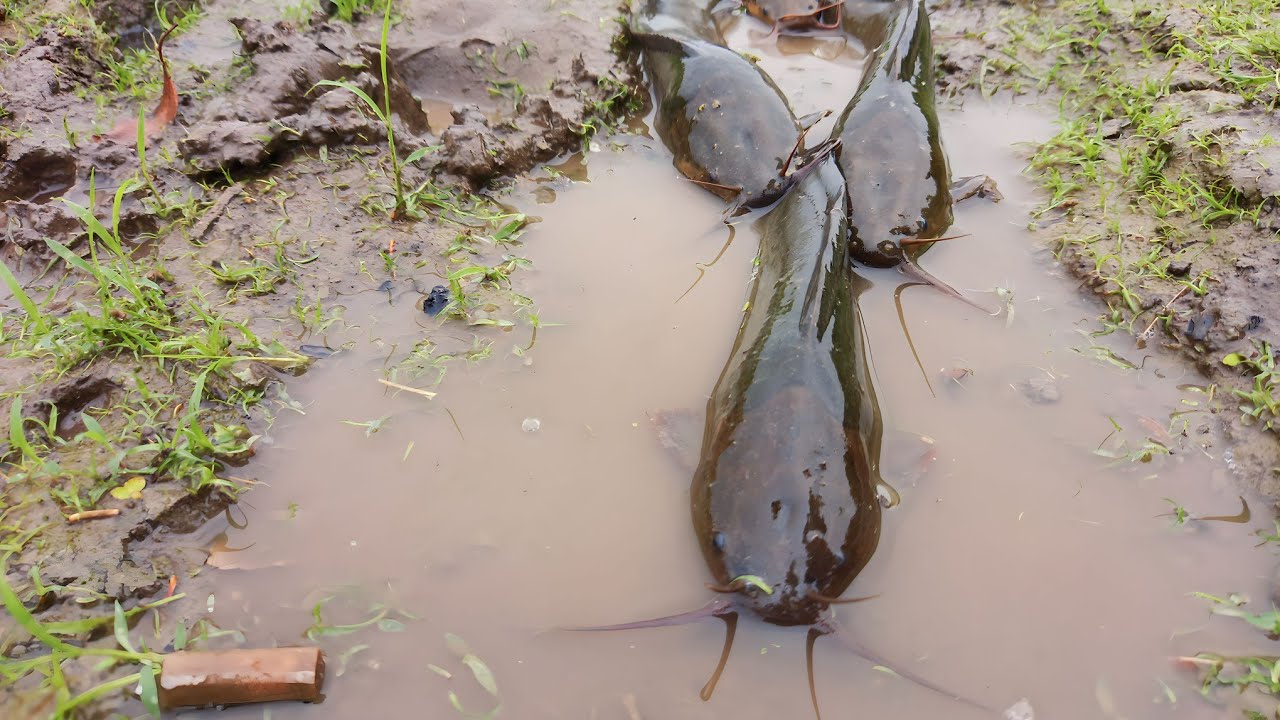 Amazing Dry Season Fish Video 2023 - RS Fishing Zone Pro