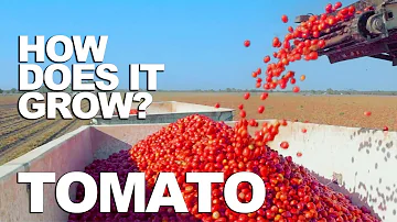 Jak rostou rajčata?